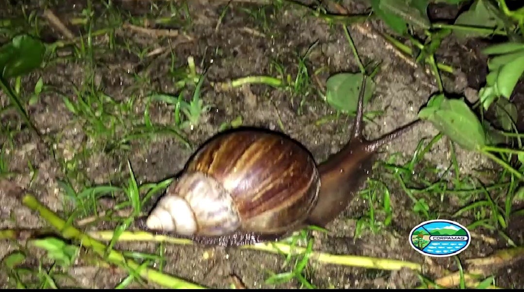 Corpamag, trabaja con la comunidad para controlar la propagación del caracol africano