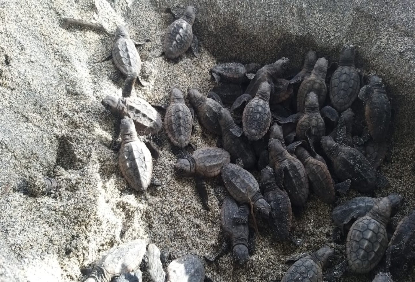 Cientos de tortugas nacieron en Parque Tayrona en medio de la falta de turistas