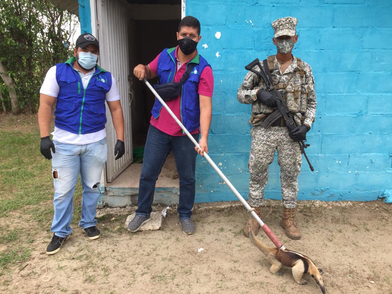 Oso Hormiguero es rescatado por parte de Armada Nacional y Carsucre