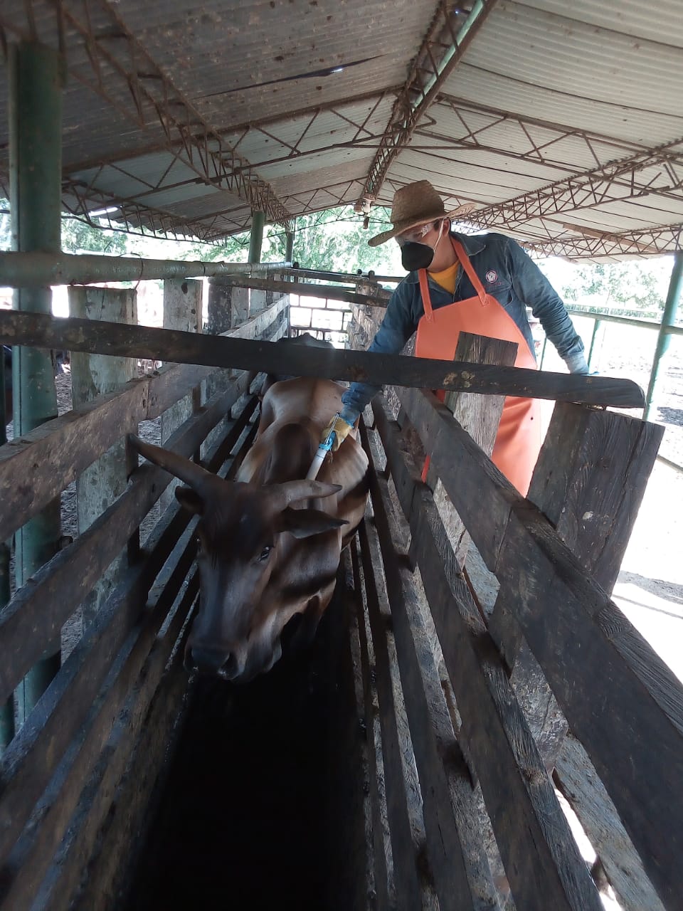 Fedegan, Inmunización, Bovina