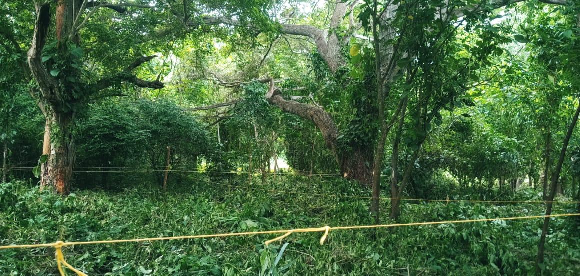 las familias delimitaron parcelas para tomar posesión de ellas sin autorización