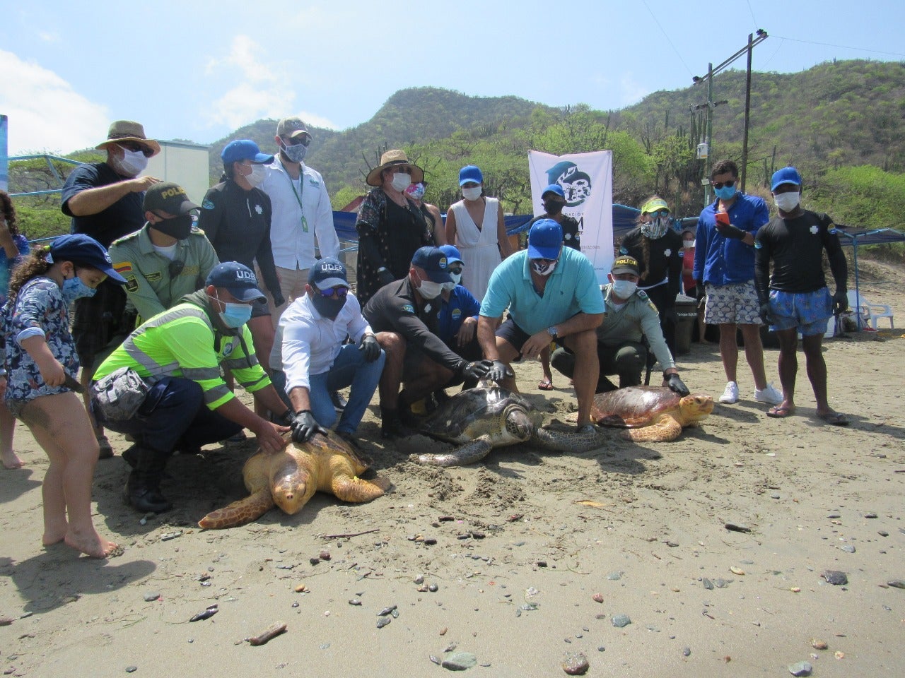 tres especies de Tortugas fueron liberadas a su habitat natural