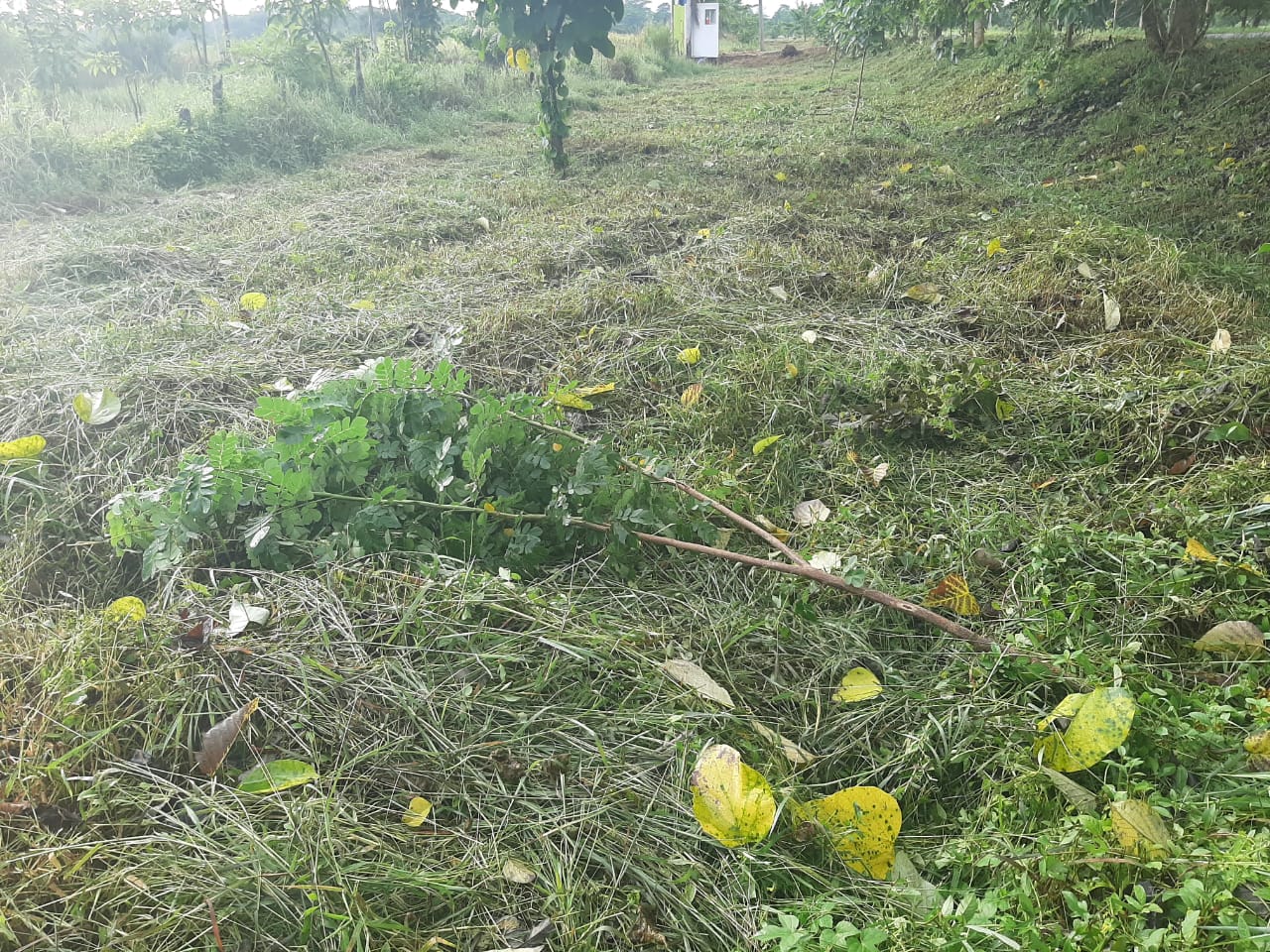 Que sea haga una inspección de la zona afectada por la tala
