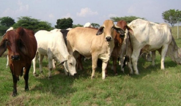 Ganadería, Agricultura, Magdalena