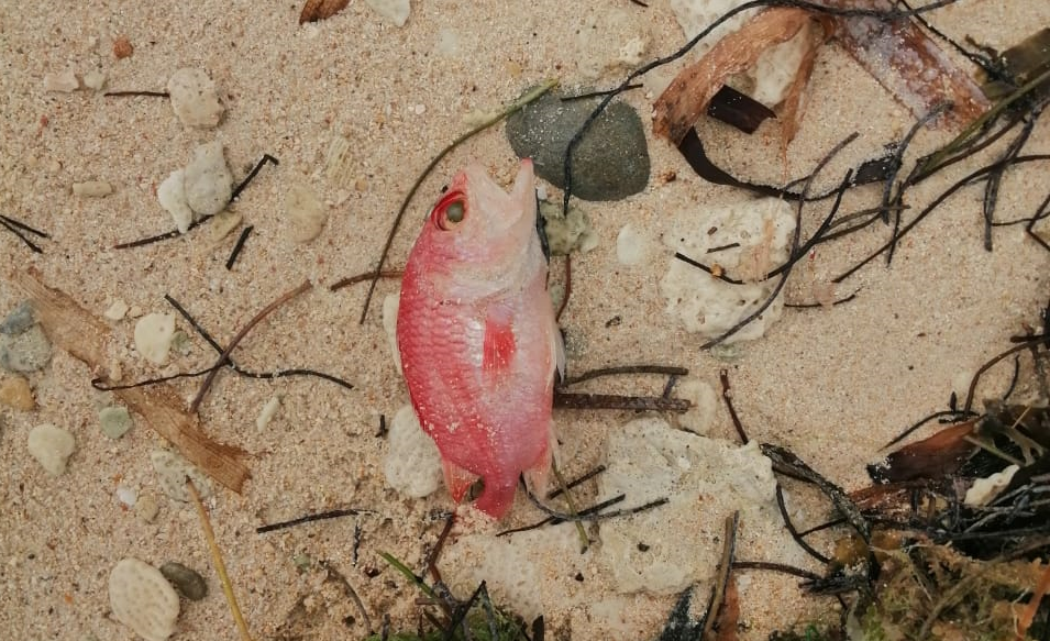 La comunidad de la isla denuncia que al parecer la calidad del agua estaría afectando a los alevinos y con ello a los gatos