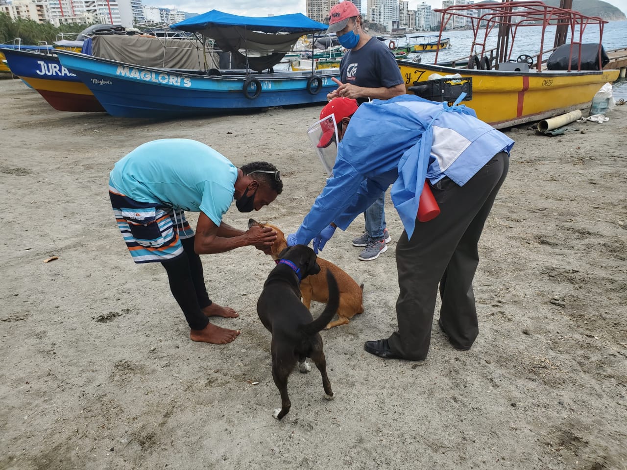 Vacunación, Perros, Gatos, Santa Marta, Magdalena