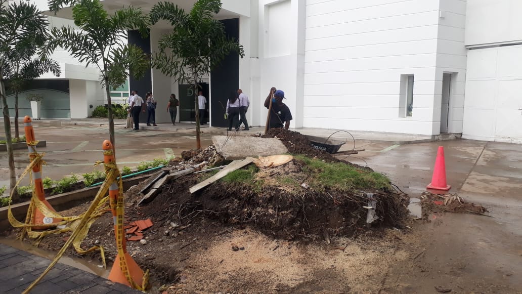 Tala de palmeras en Cartagena