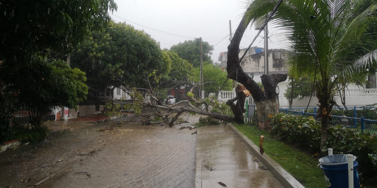 Las fuertes brisas derribaron árboles y techos.