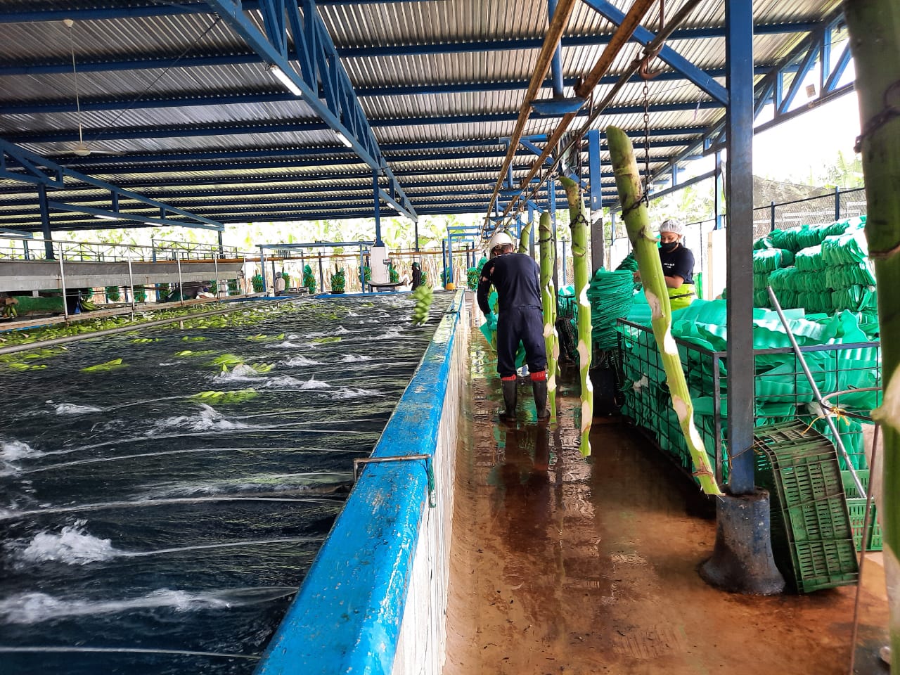 Cerca de 50 mil empleos genera el trabajo en las bananeras en los departamentos de La Guajira, Cesar y Magdaelana