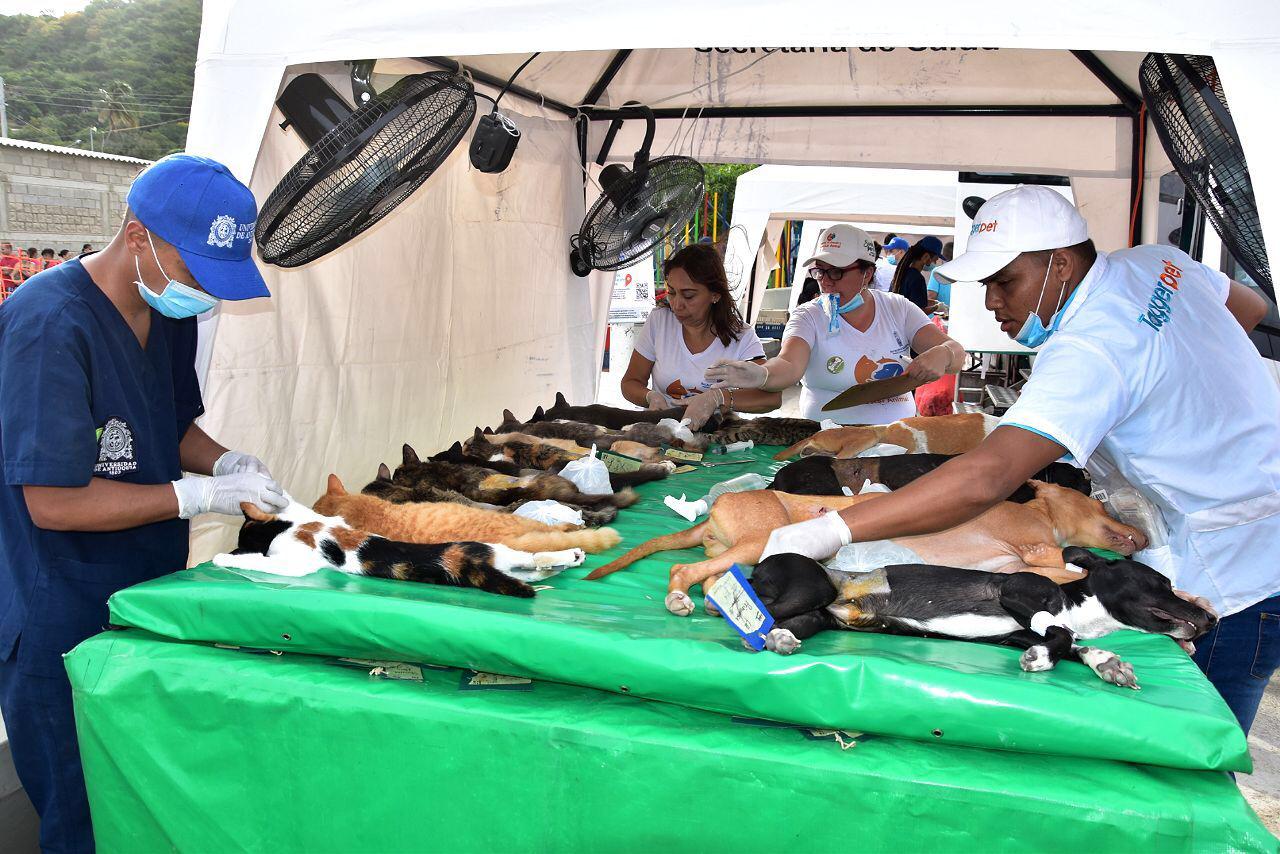 Distrito, Santa Marta, Magdalena, Caninos, Felinos