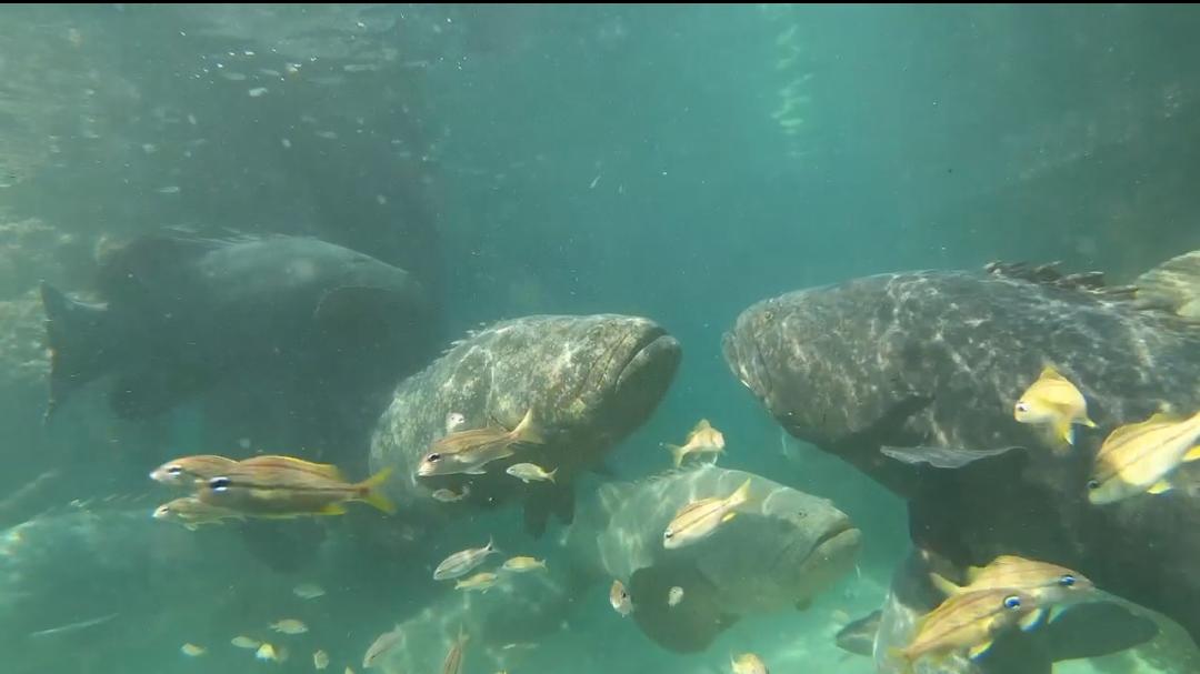 En laboratorio de Cartagena se cerró el ciclo de reproducción de una especie marina que vive hasta 40 años