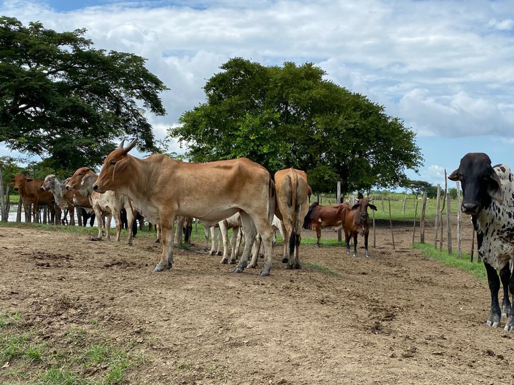 Las autoridades lograron recuperar los animales en medio de un operativo