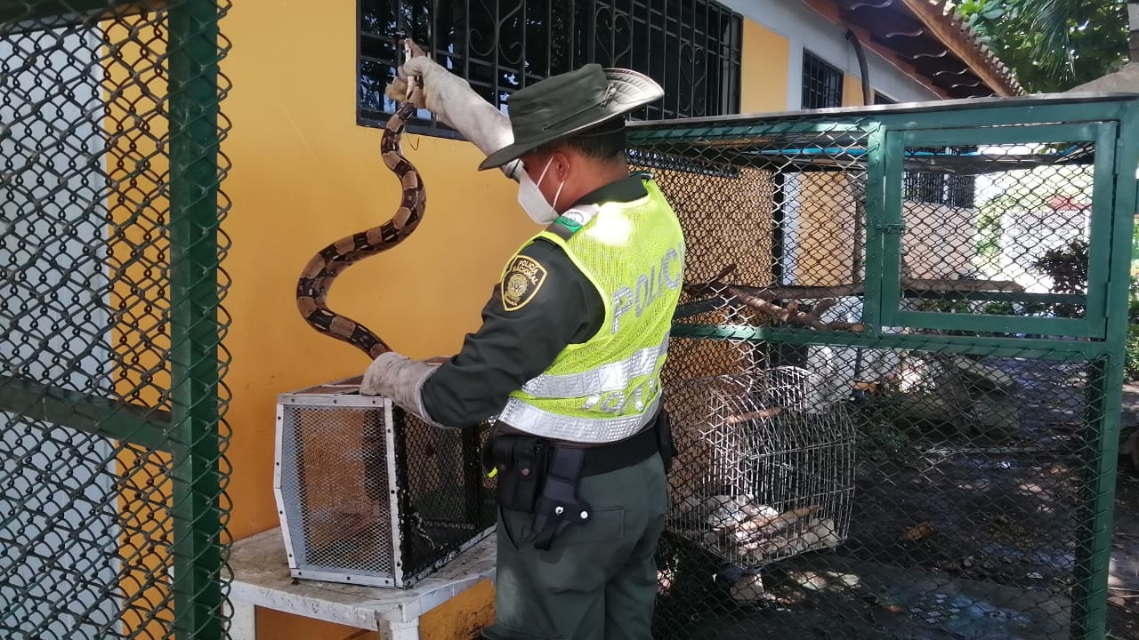 Asegurado en un guacal fue devuelto a su hábitat natural