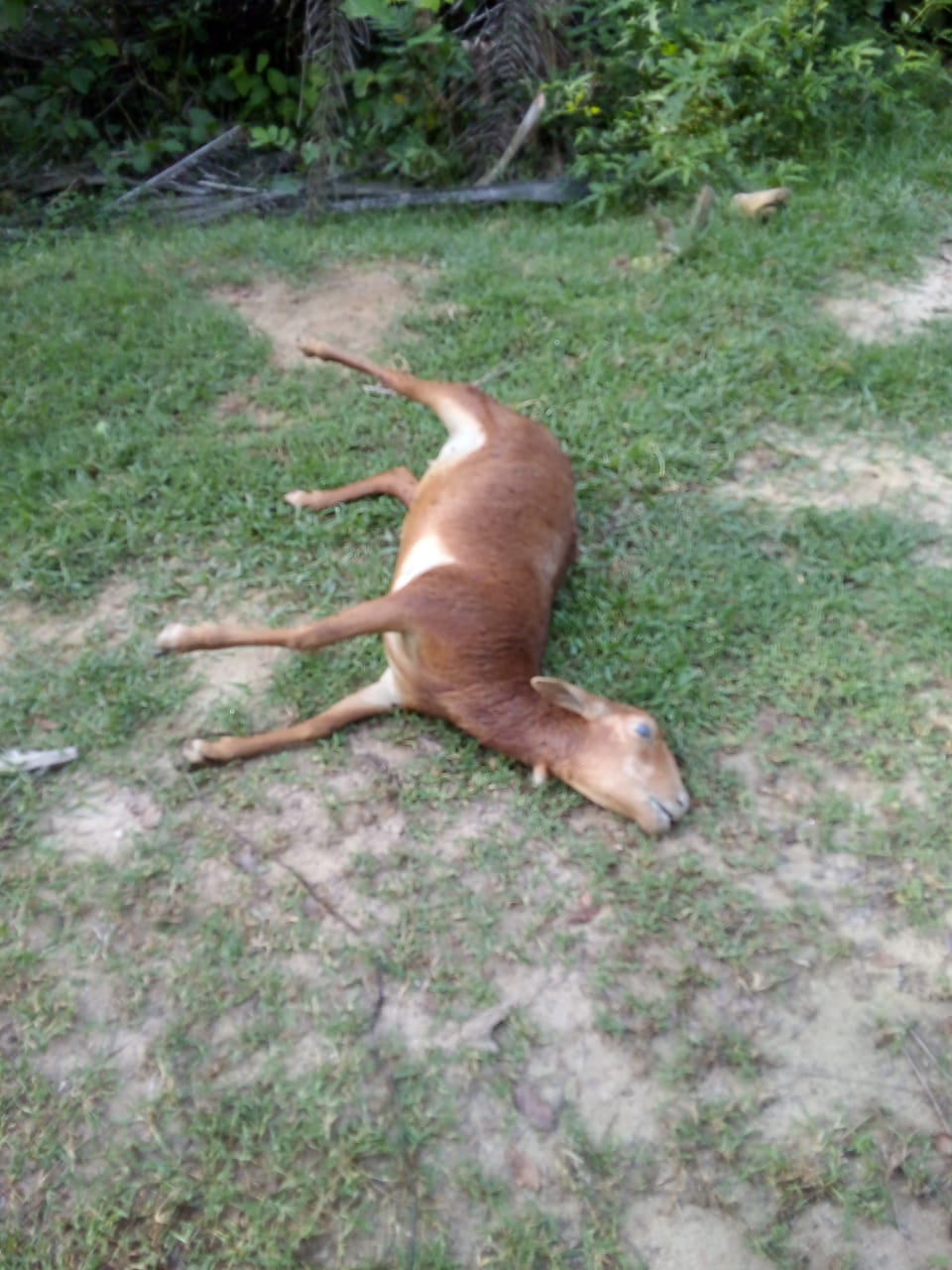 Animales, El Retén, Magdalena