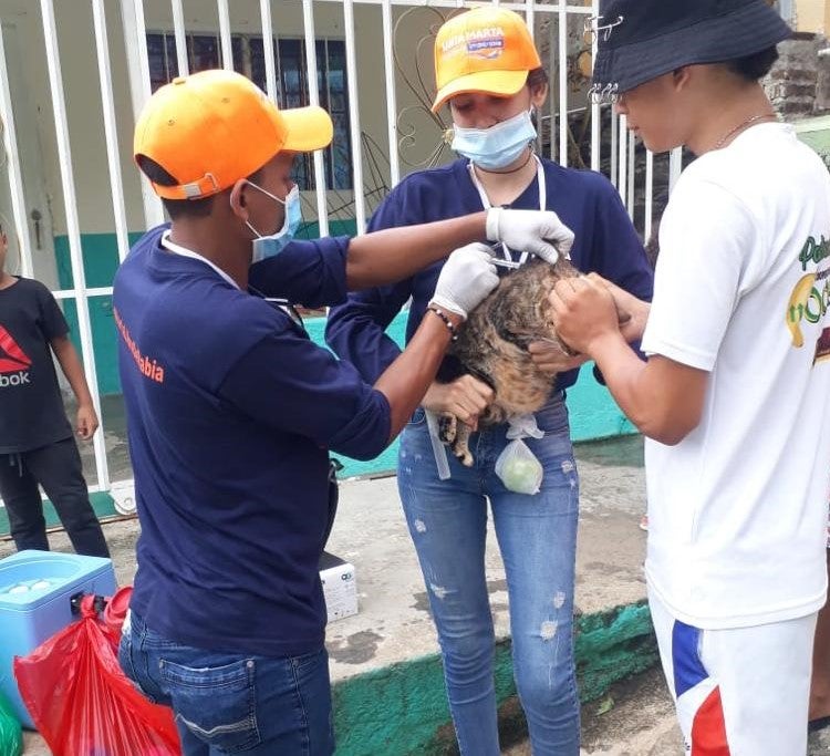 Vacunación, Felinos, Caninos, Santa Marta, Magdalena, Distrito