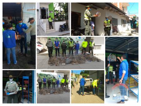 Policía Nacional y Carsucre incautan aves silvestres en Sincelejo