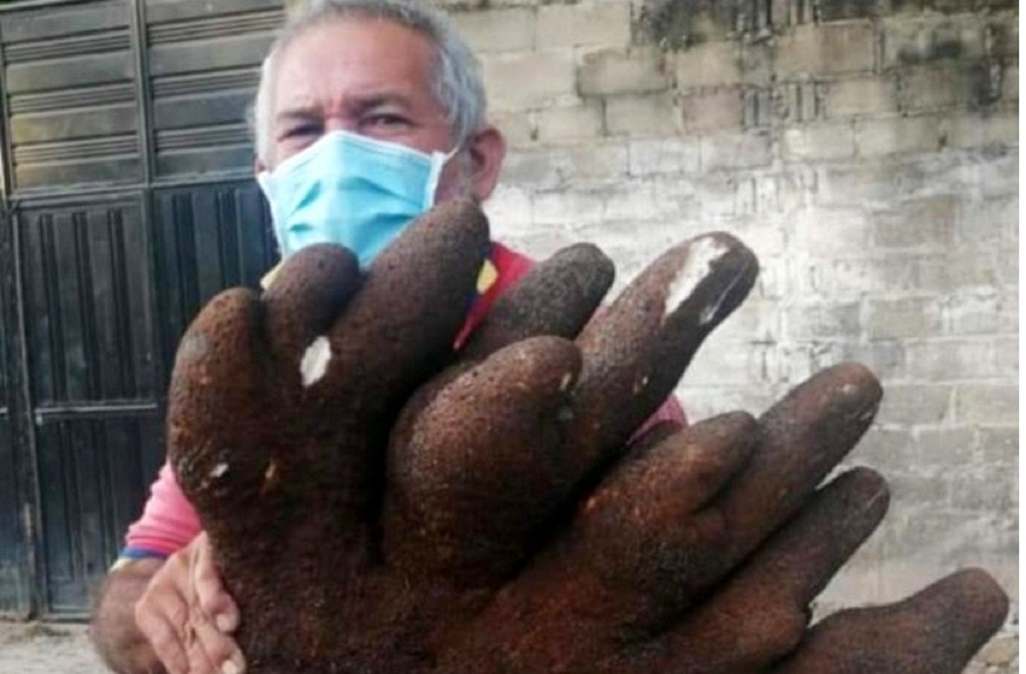 El ñame que encontró Pedro en su patio.