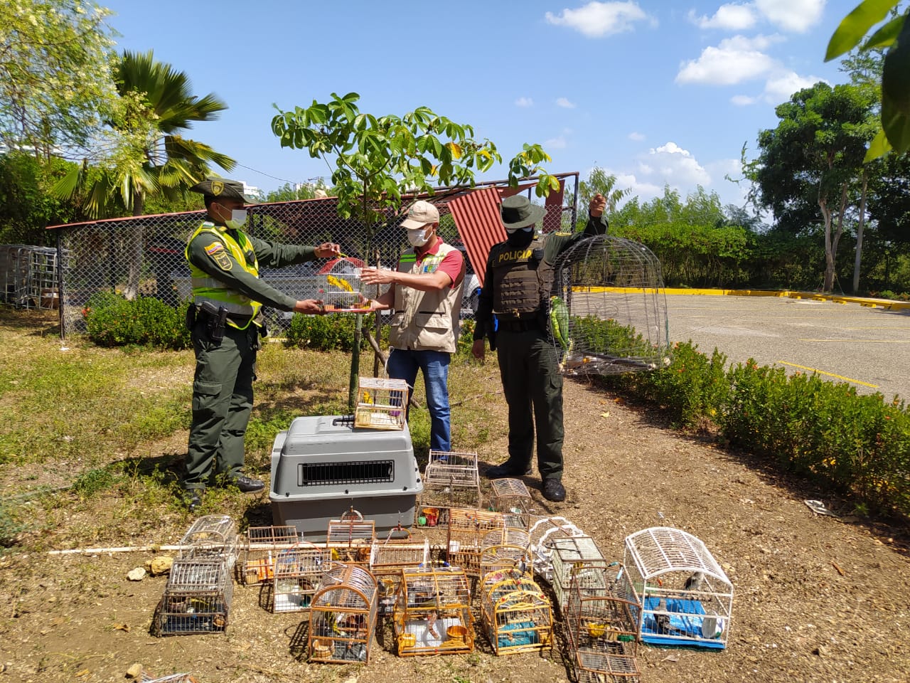 El Establecimiento Público Ambiental, EPA Cartagena ha logrado la liberación de 78 diversas especies de aves