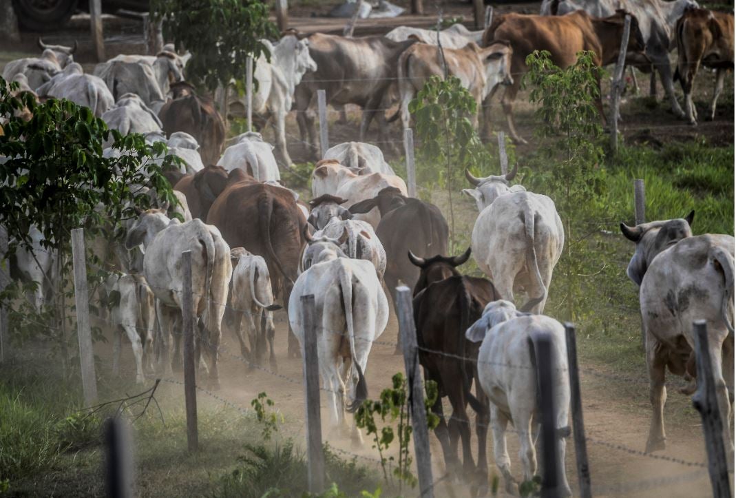 Hay una política de exportación que afecta a los ganaderos en Santander.