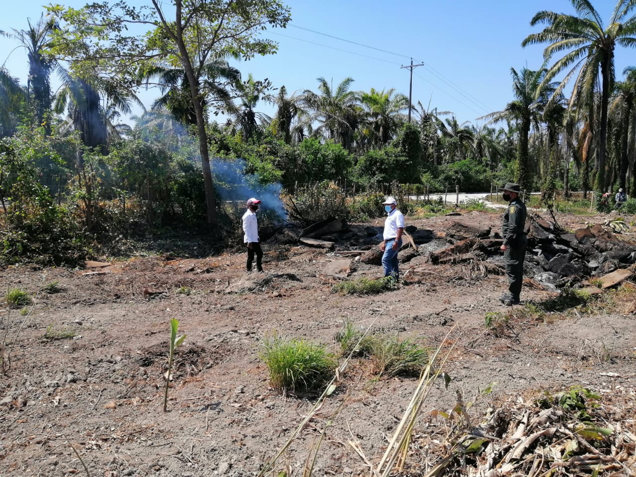 Cultivos de palma en Magdalena