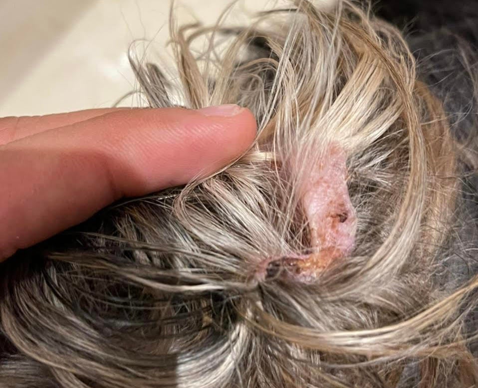 El animal perdió parte de su oreja tras un procedimiento.