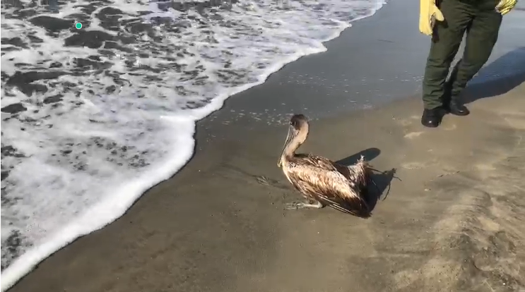 Dos pelicanos rescatados