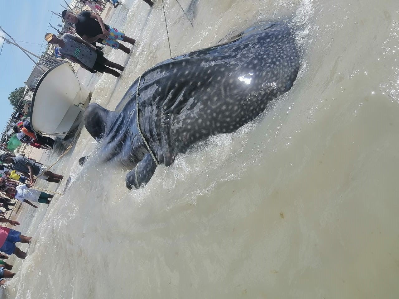 La comunidad pescadores trabajaron juntos para liberar al tiburón