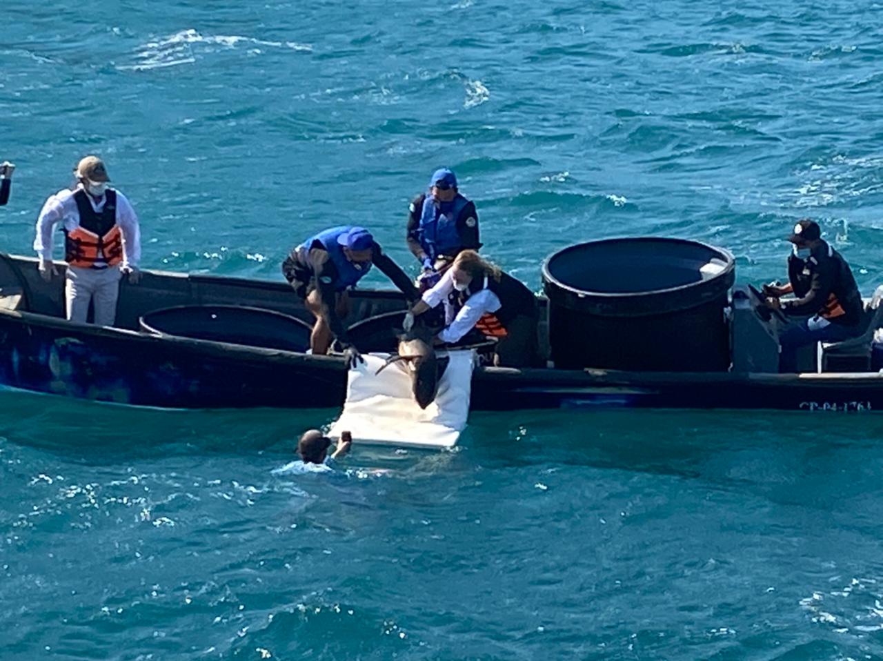 Las autoridades ambientales del Magdalena liberaron en su hábitat a tres tortugas medianas