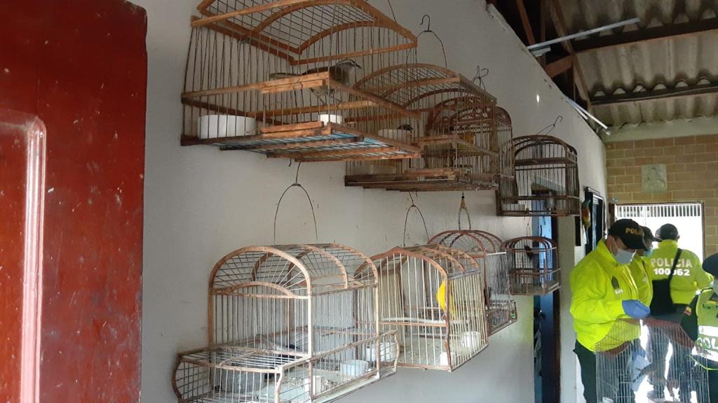 fauna silvestre recuperada