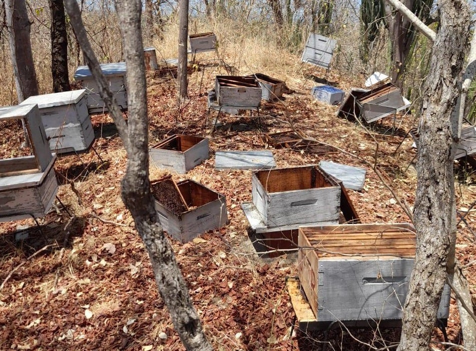 Es la sexta vez que roban la miel pero primera vez que asesinan a las abejas