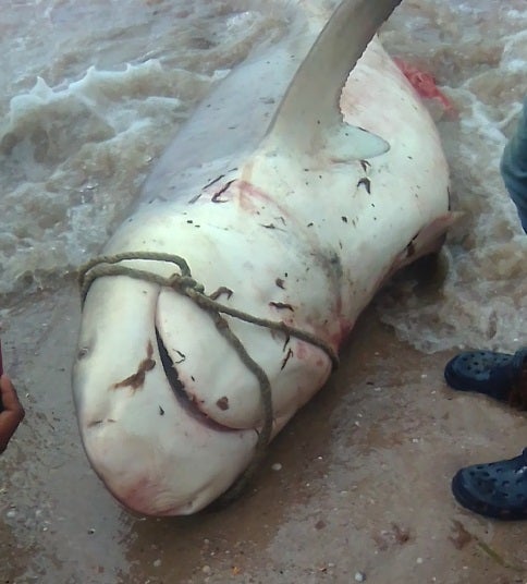 Las autoridades investigan que especie de tiburón fue la encontrada en las playas de zona rural de Manaure
