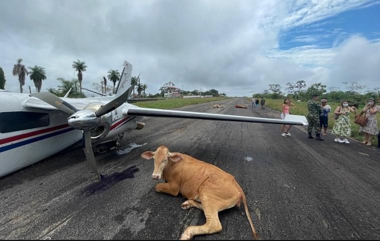 Vacas causan accidente de avioneta en aeródromo de Santa Rosa del Sur, en Bolívar