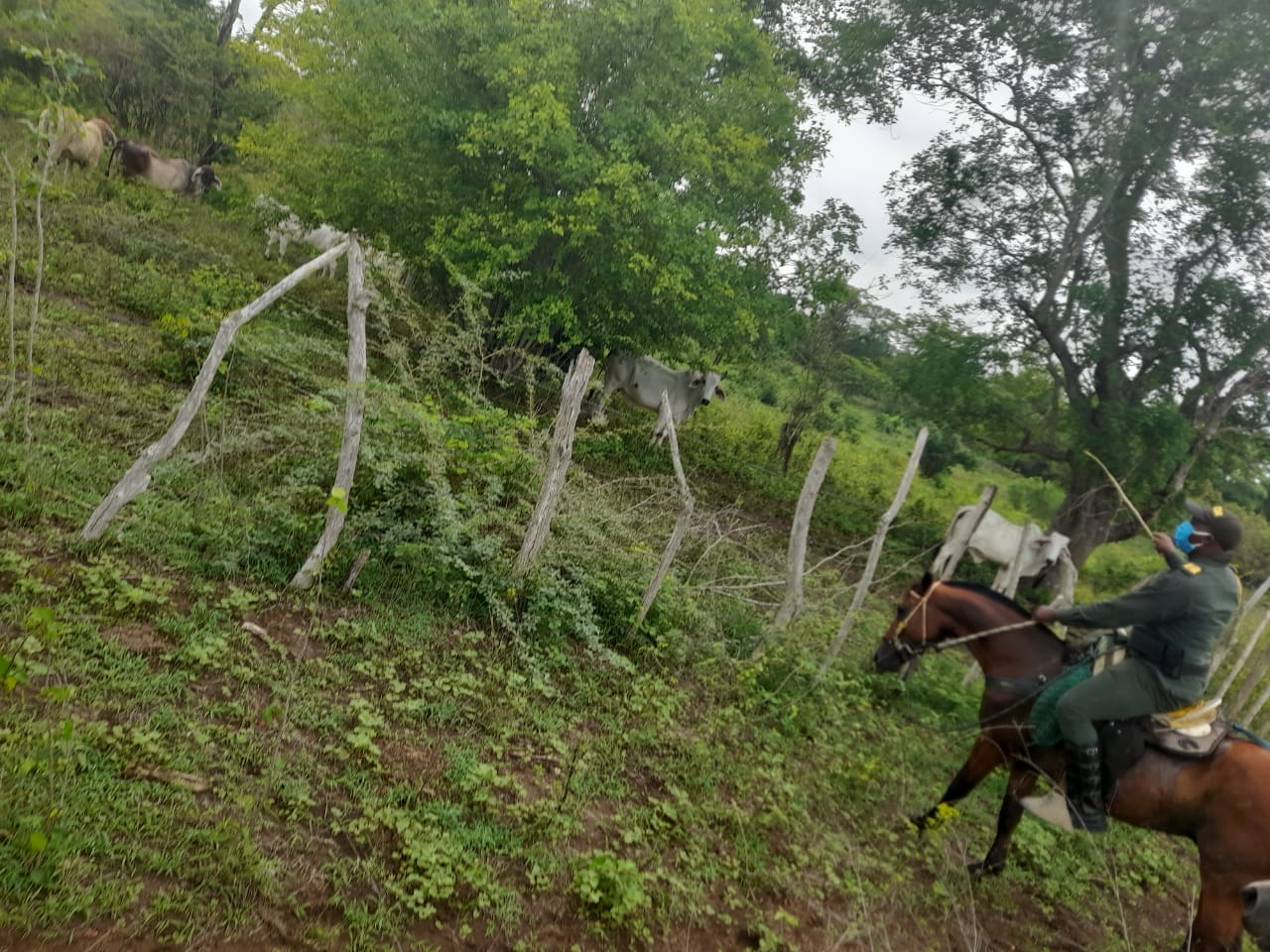 Los semovientes serán entregados a su propietario