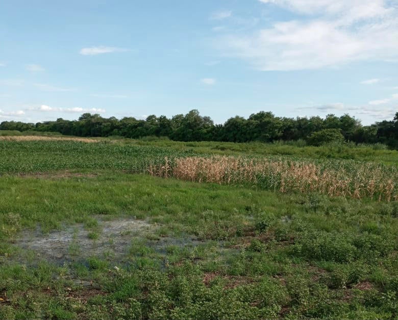 Cultivos afectados en Sabanagrande.