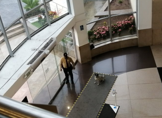 Vigilante se hace viral por rescatar a un perro durante lluvia.