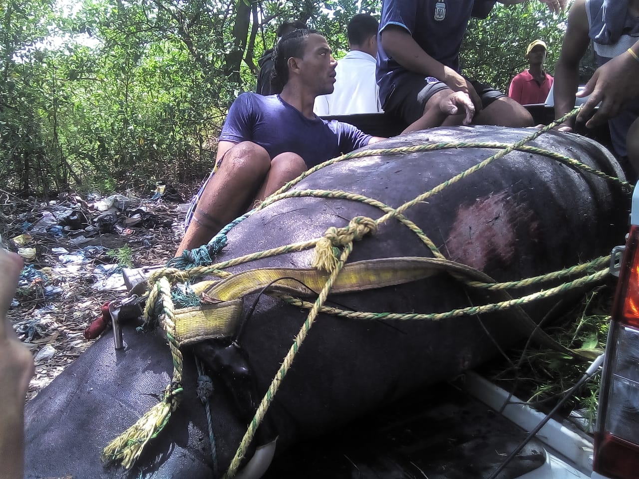 CORPAMAG, indican que el animal fue perseguido por pescadores de Tasajera desde el Puente de la Barra hasta Pueblo Viejo