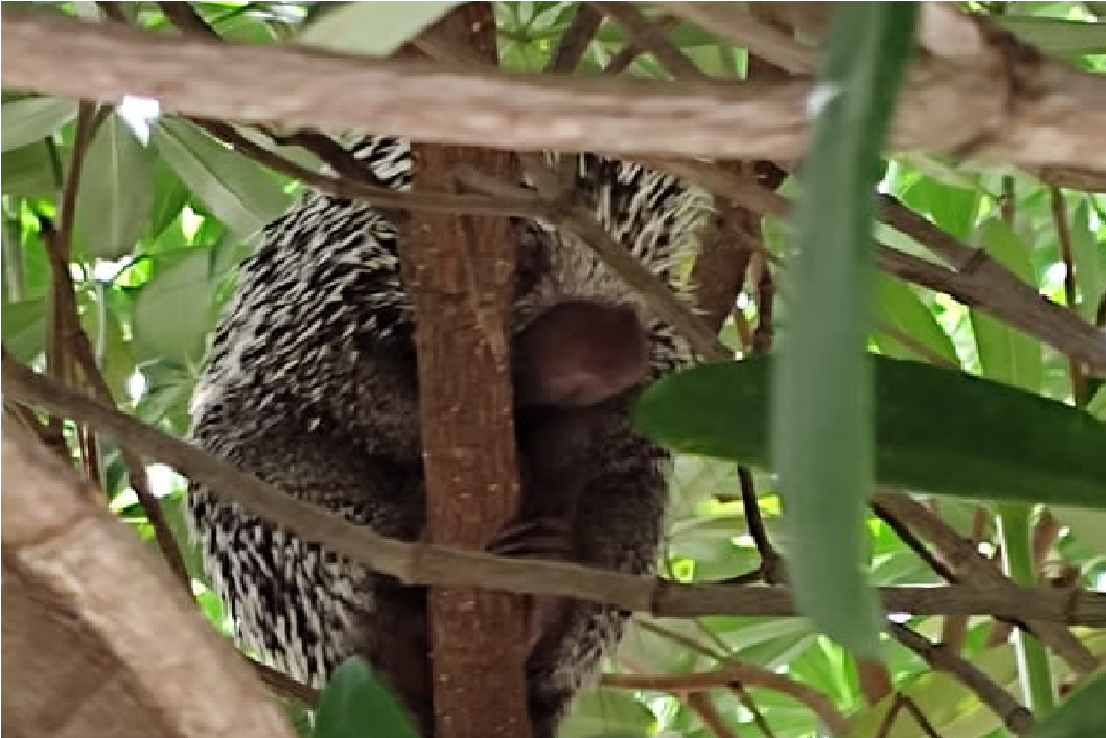 Puercoespín encontrado al norte de Barranquilla