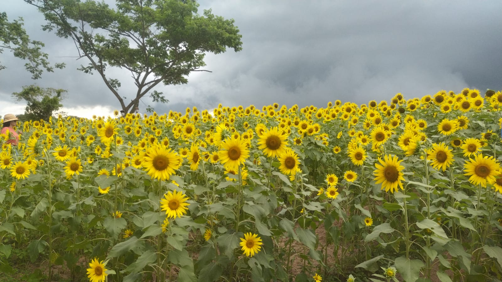 Ruta del girasol en Atlántico.