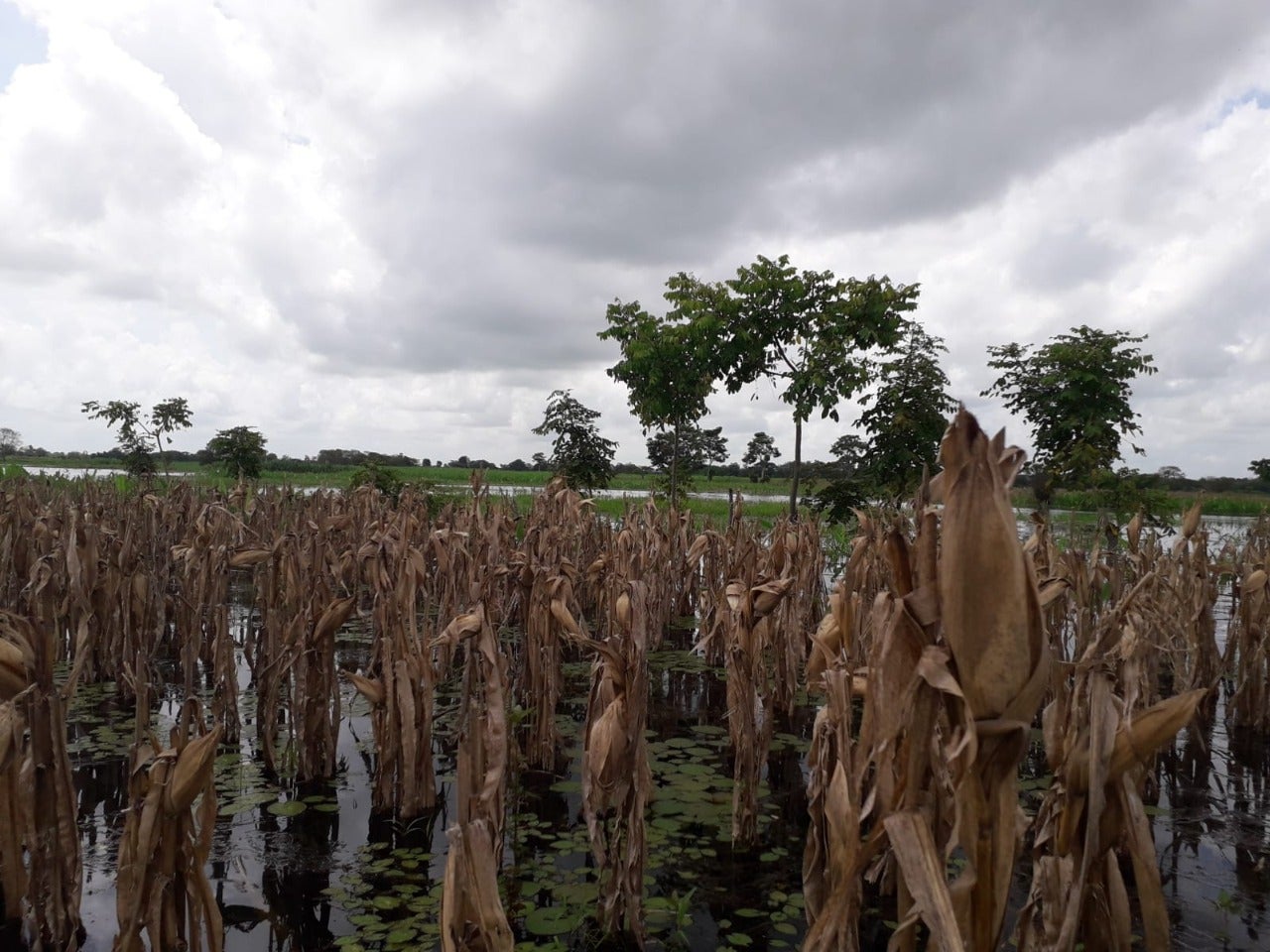 La cosecha estaba a punto de ser recolectada