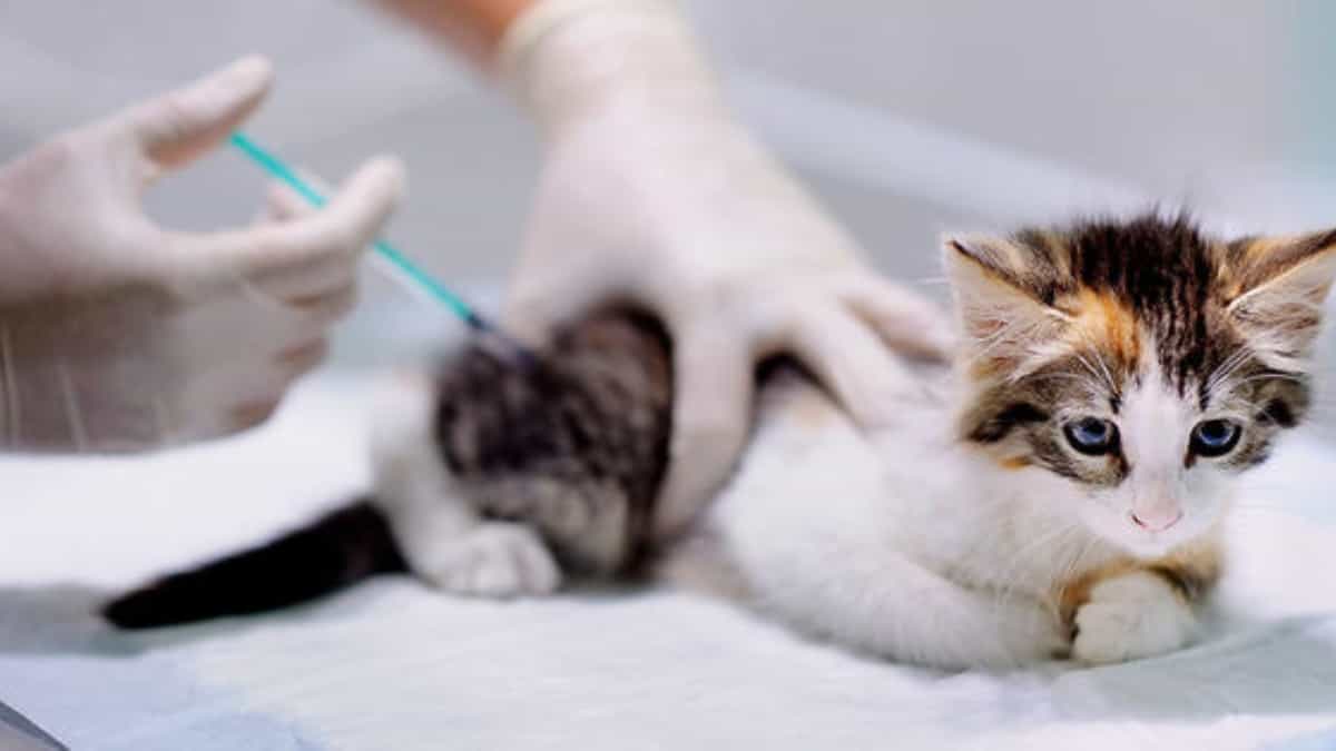 Jornada de vacunación animal