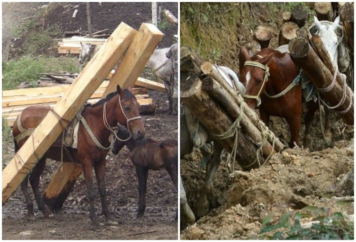 Vehículos de tracción animal