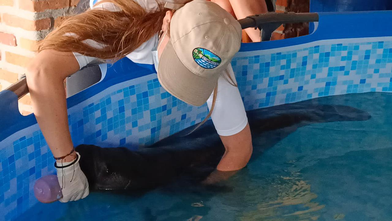 Tasajerito se recupera satisfactoriamente, bajo el cuidado de Corpamag