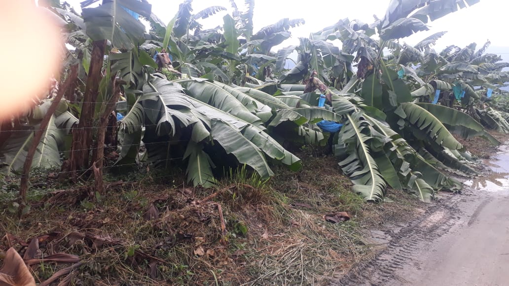 Pequeños agricultores perdieron el 100% de la cosecha de banano en Zona Bananera por vendaval