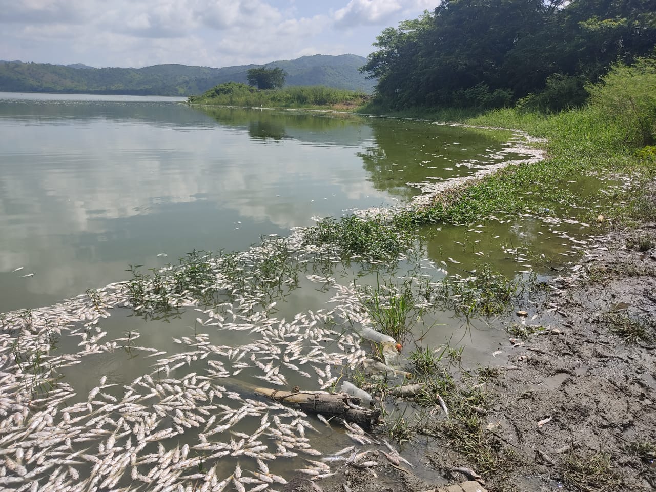 Miles de peces aparecieron flotando en la laguna de Luruaco.