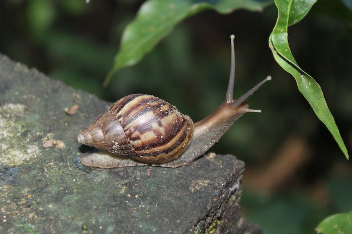Caracol gigante en Cartagena