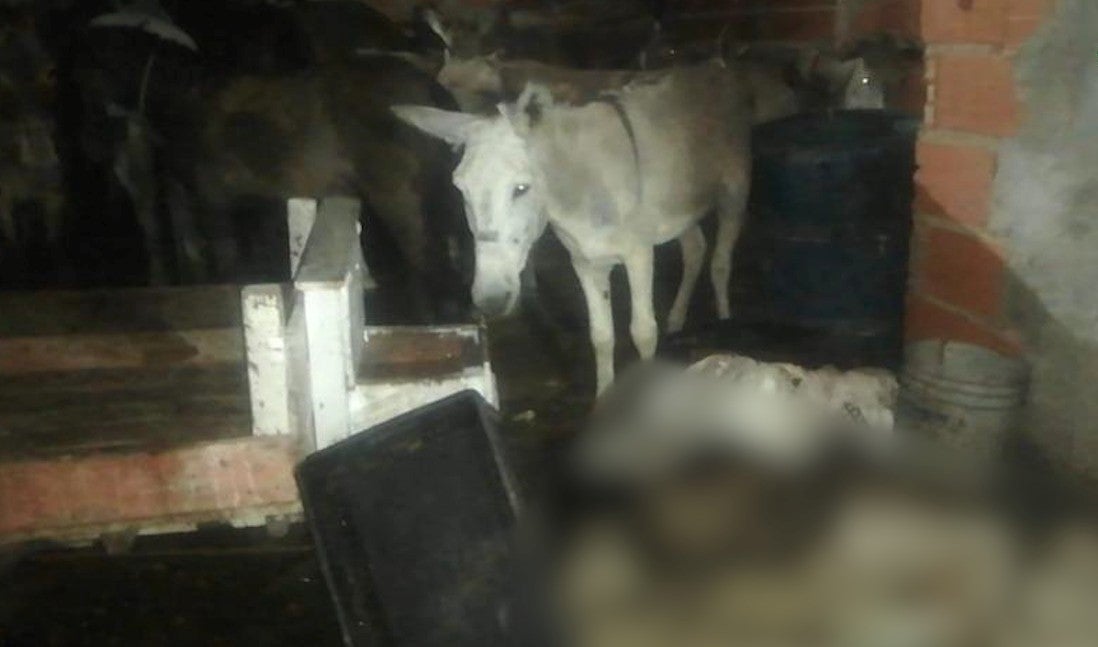 Encontraron 330 kilos de carne