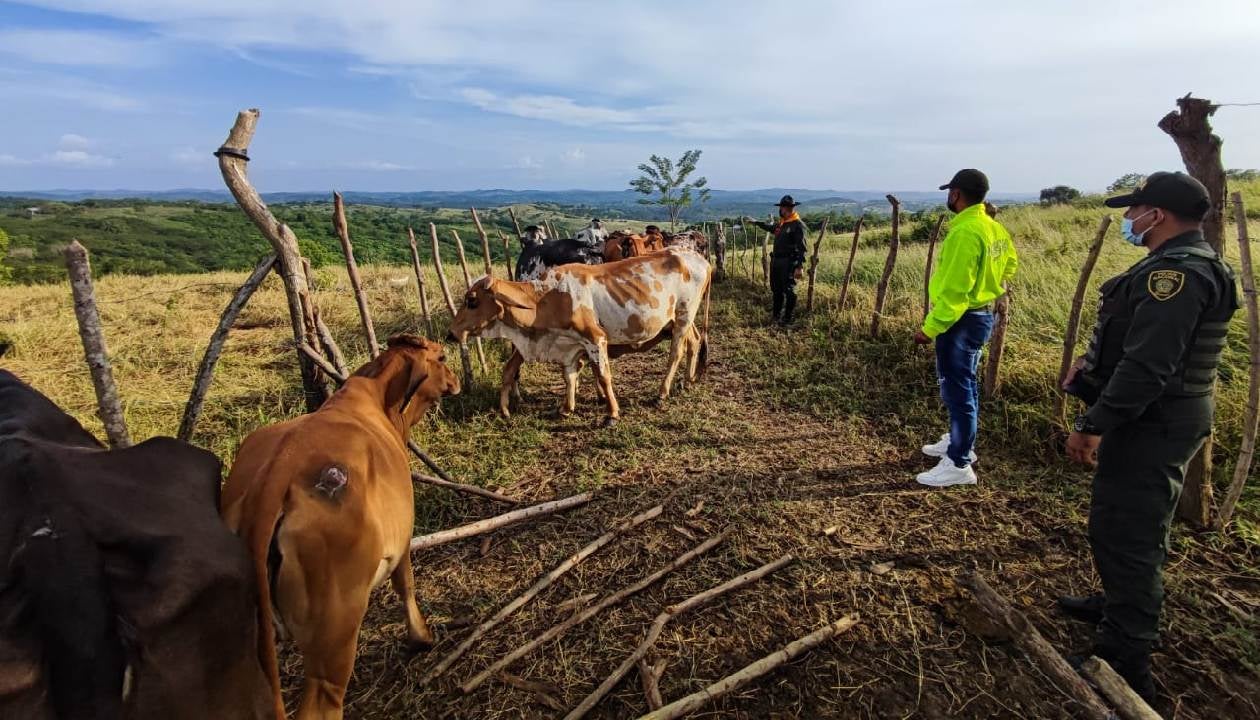 Fueron robadas de la finca Caña Dulce ubicada en el corregimiento de Rocha del municipio de Arjona.