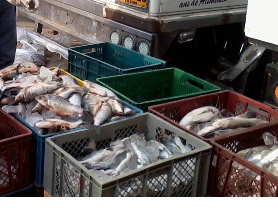 Imagen de Referencia