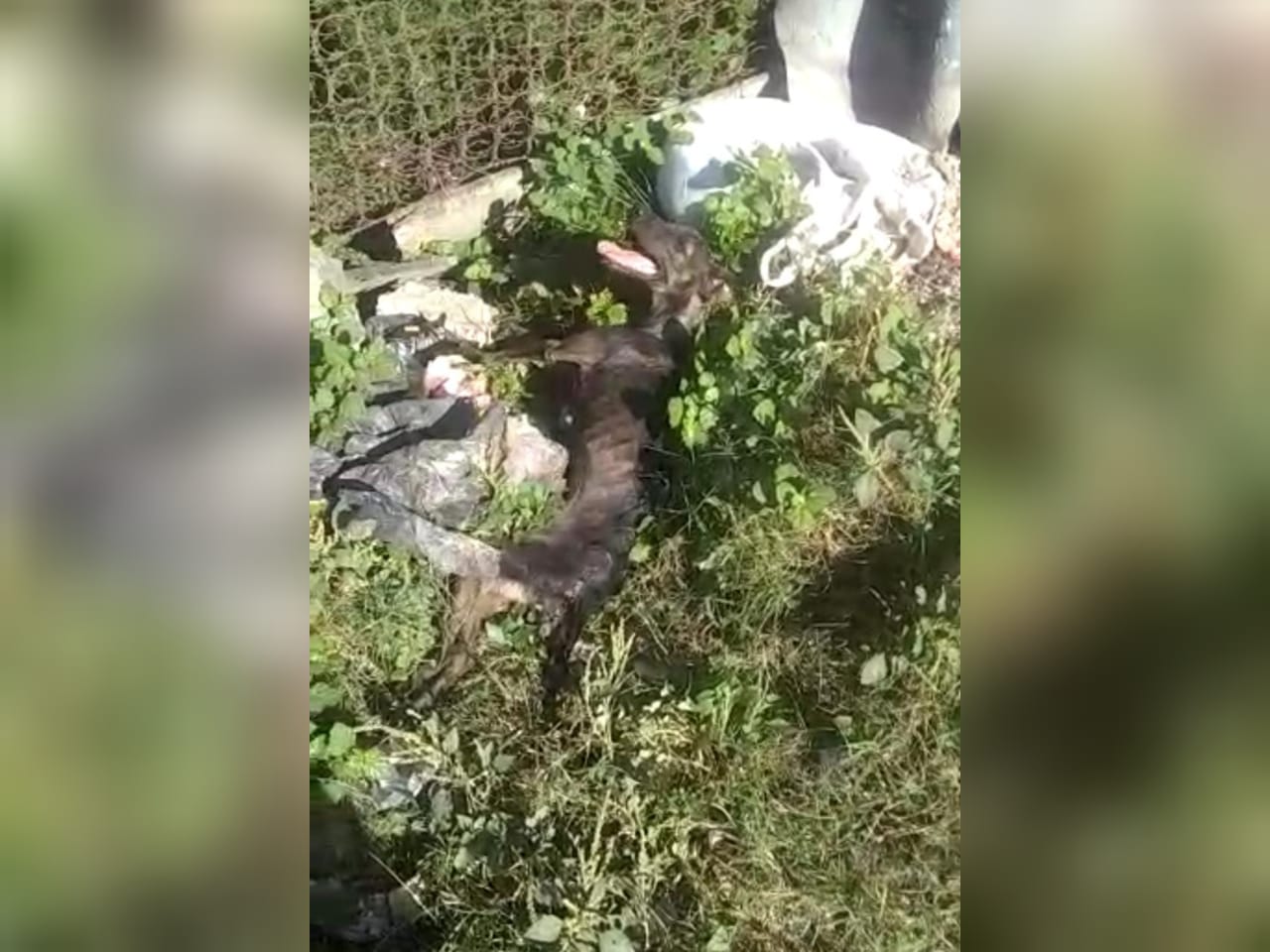 Rescate de perrita en el Pozón