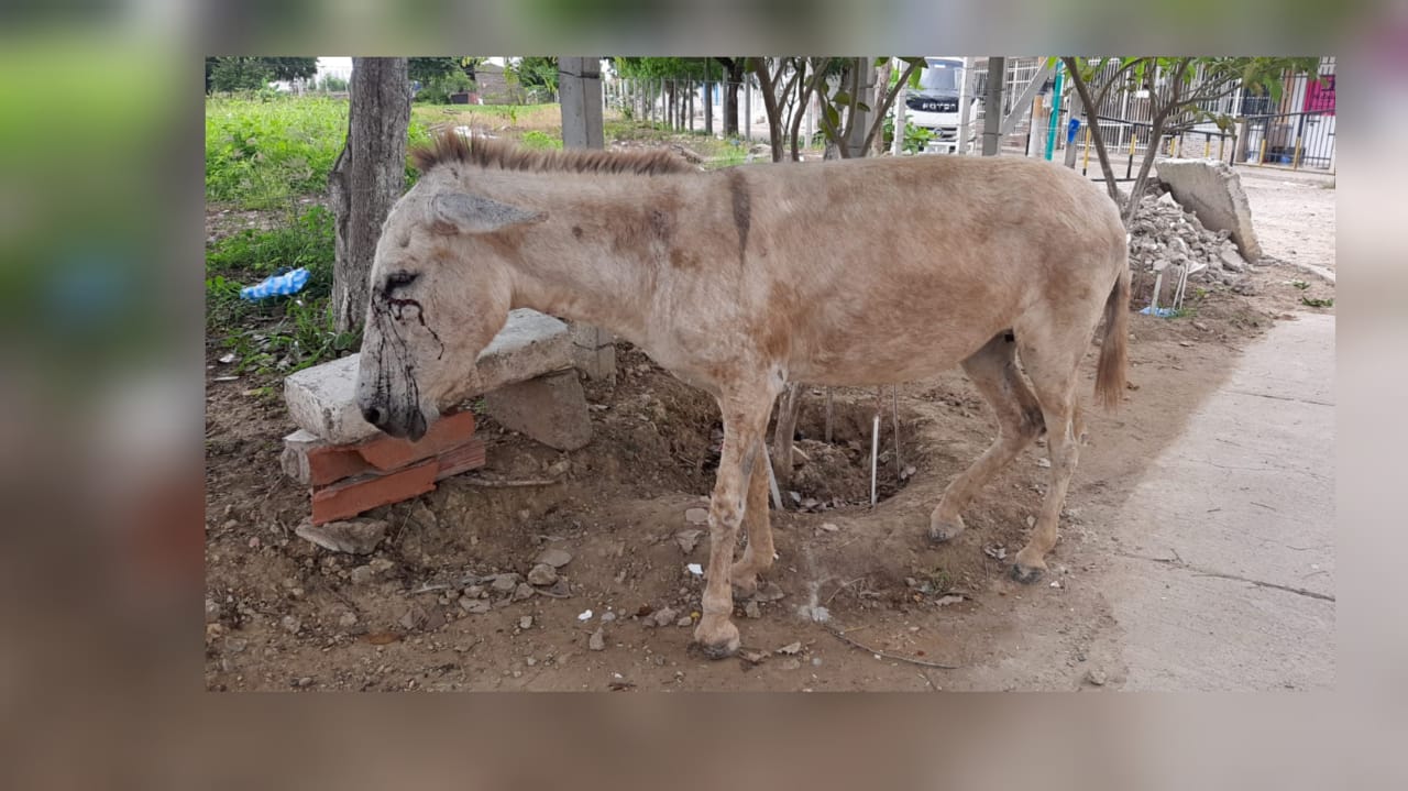 Caso de maltrato animal